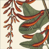 Red Corallodendrum Close Up. Mini Print