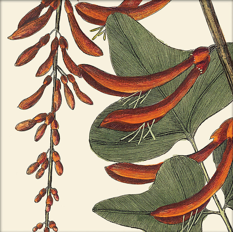 Red Corallodendrum Close Up. Mini Print