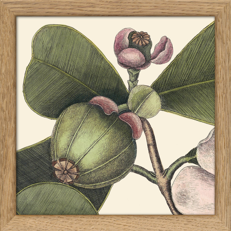 Balsam Tree Close Up. Mini Print