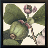 Balsam Tree Close Up. Mini Print