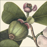 Balsam Tree Close Up. Mini Print