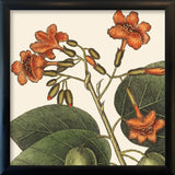 Orange Flower Close Up. Mini Print