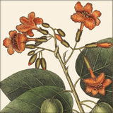 Orange Flower Close Up. Mini Print