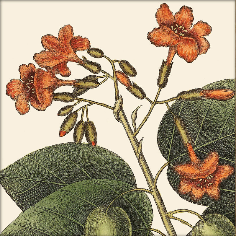 Orange Flower Close Up. Mini Print