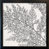 Botanical Study XIII. Mini Print