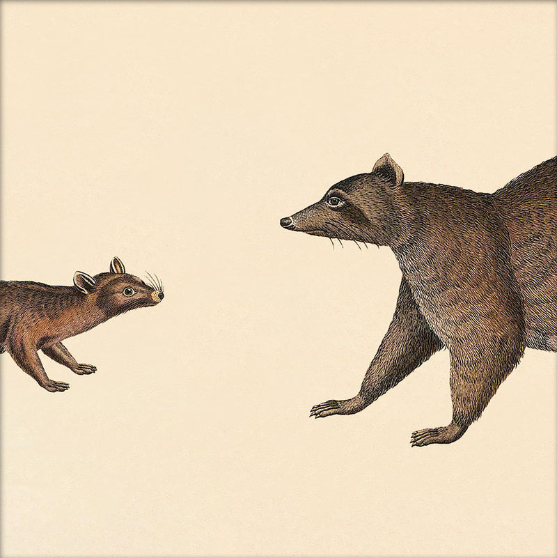 Ring-Tailed Cat Head and Raccoon Head. Mini Print