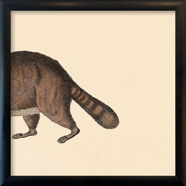Raccoon Rear. Mini Print