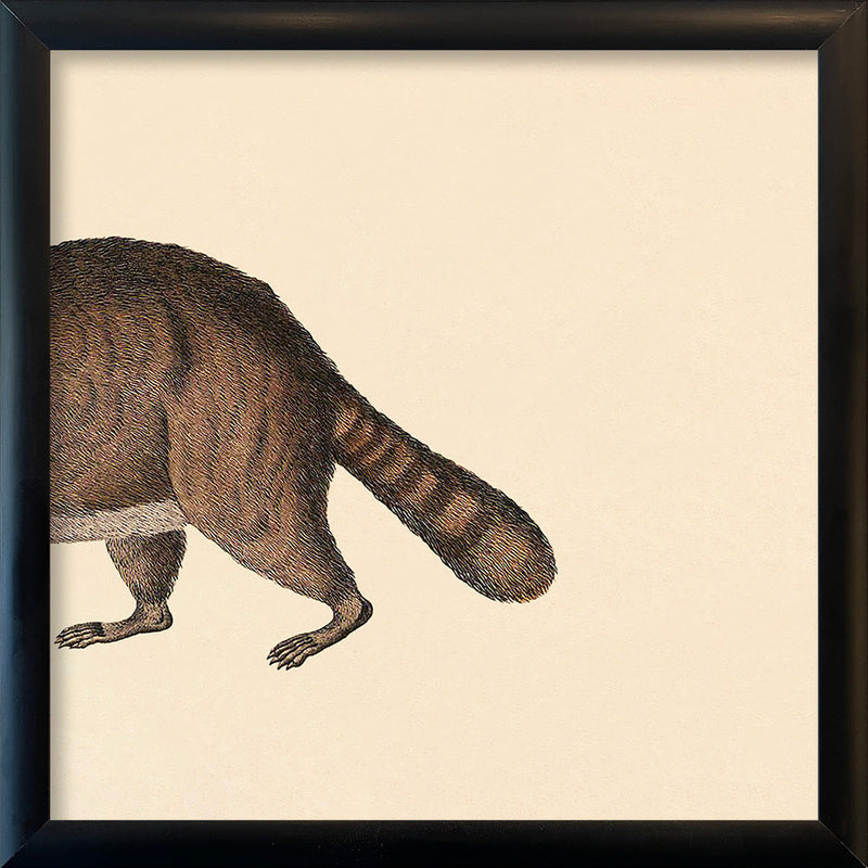 Raccoon Rear. Mini Print