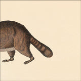 Raccoon Rear. Mini Print