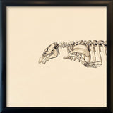 Seacow (Sirenia) Skeleton Head. Mini Print
