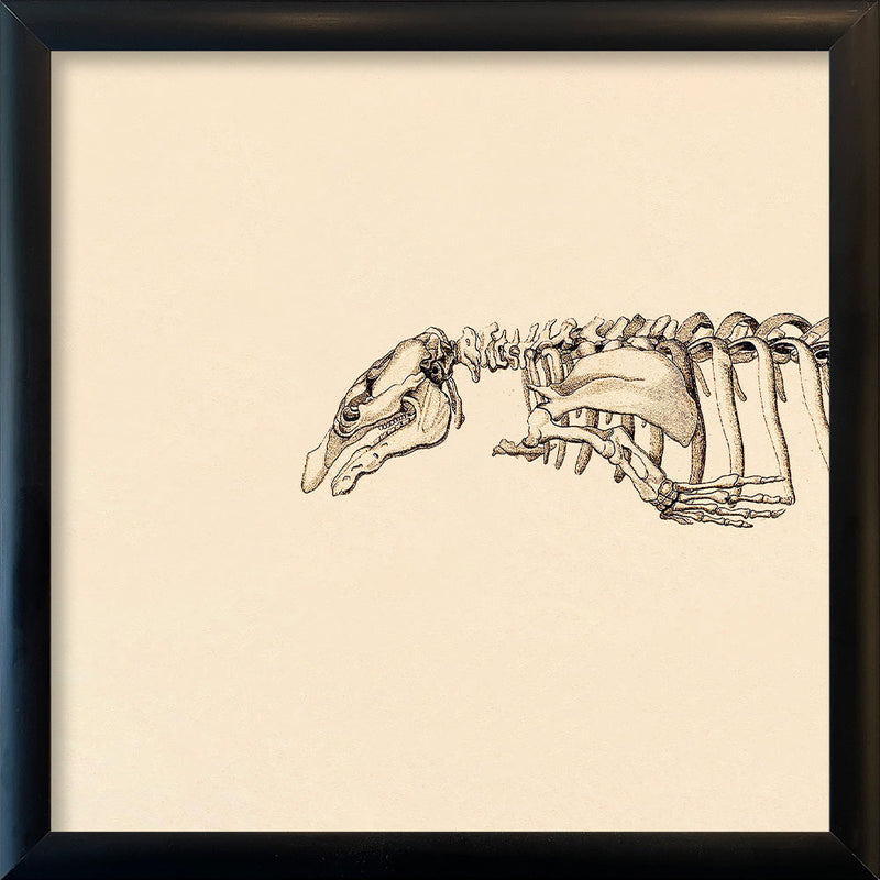 Seacow (Sirenia) Skeleton Head. Mini Print