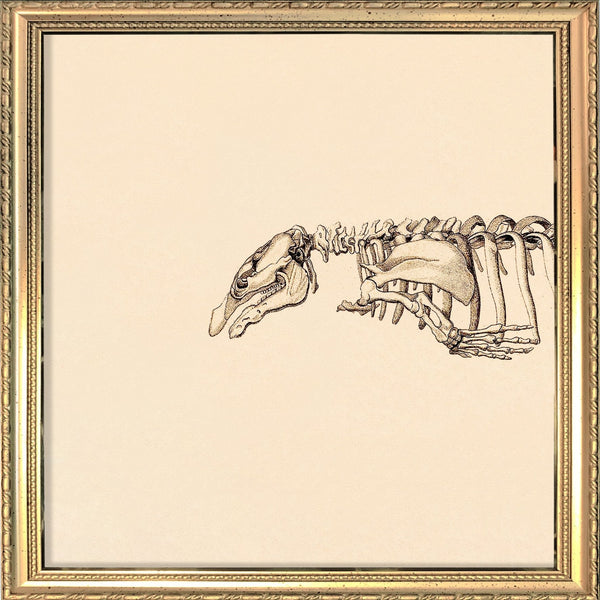 Seacow (Sirenia) Skeleton Head. Mini Print