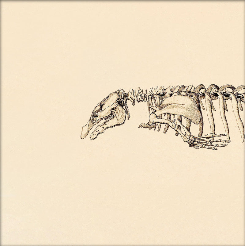 Seacow (Sirenia) Skeleton Head. Mini Print