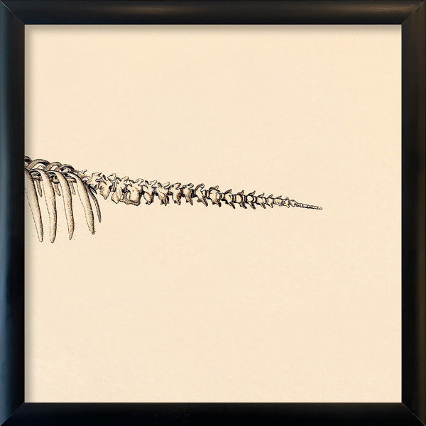 Seacow (Sirenia) Skeleton Rear. Mini Print