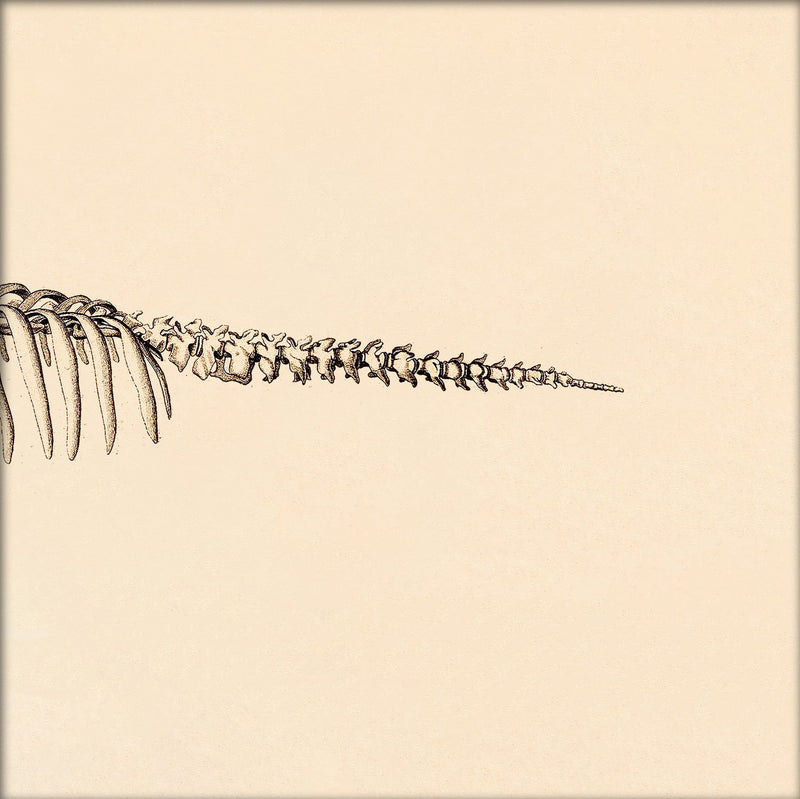 Seacow (Sirenia) Skeleton Rear. Mini Print