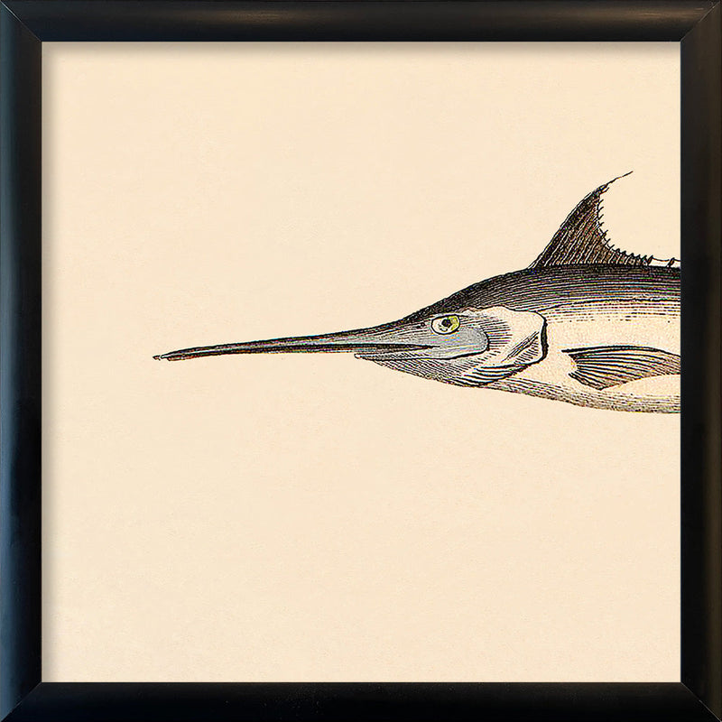 Sword Fish Head. Mini Print