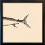 Sword Fish Rear. Mini Print