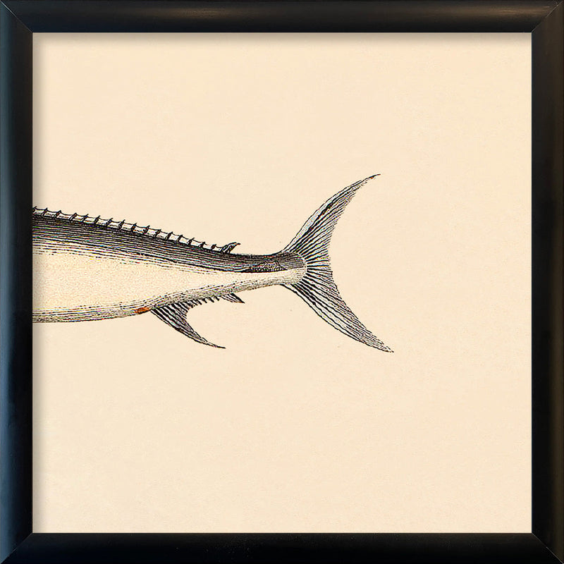 Sword Fish Rear. Mini Print