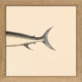 Sword Fish Rear. Mini Print