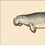 Seacow (Dugong) Head. Mini Print