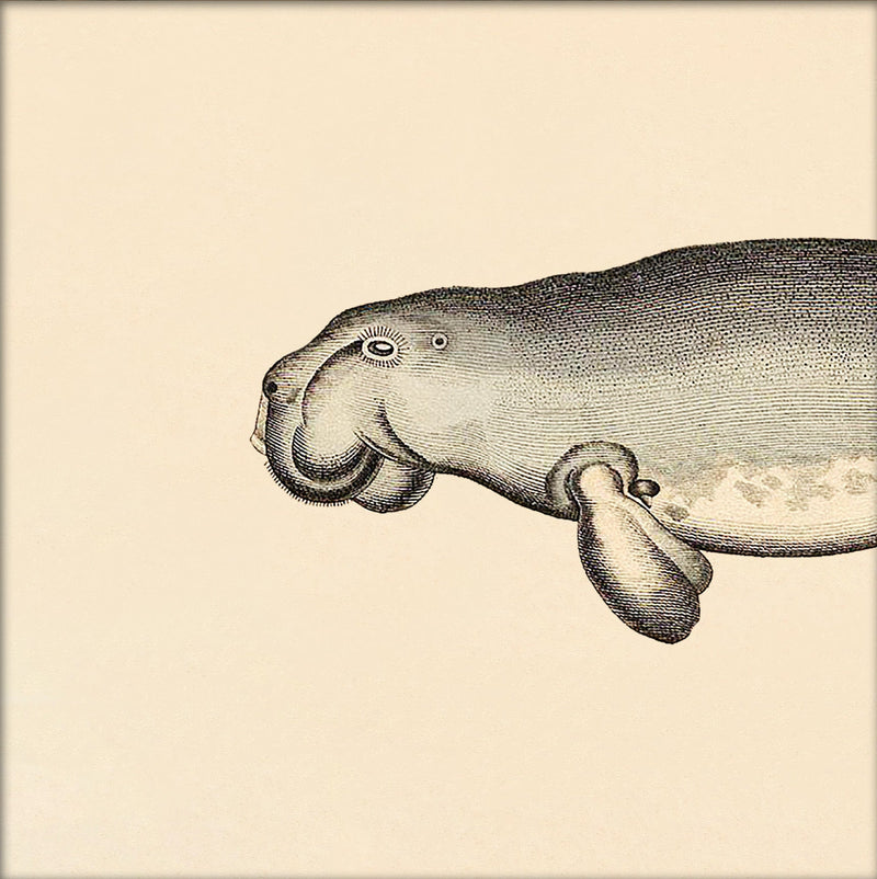 Seacow (Dugong) Head. Mini Print