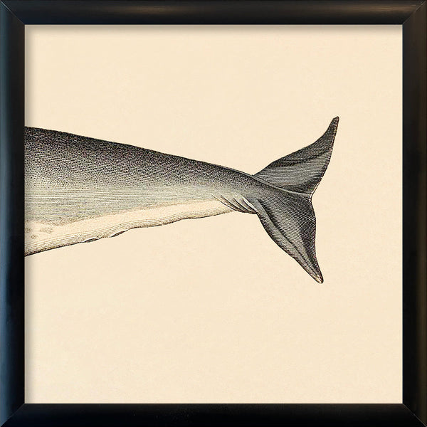 Seacow (Dugong) Rear. Mini Print