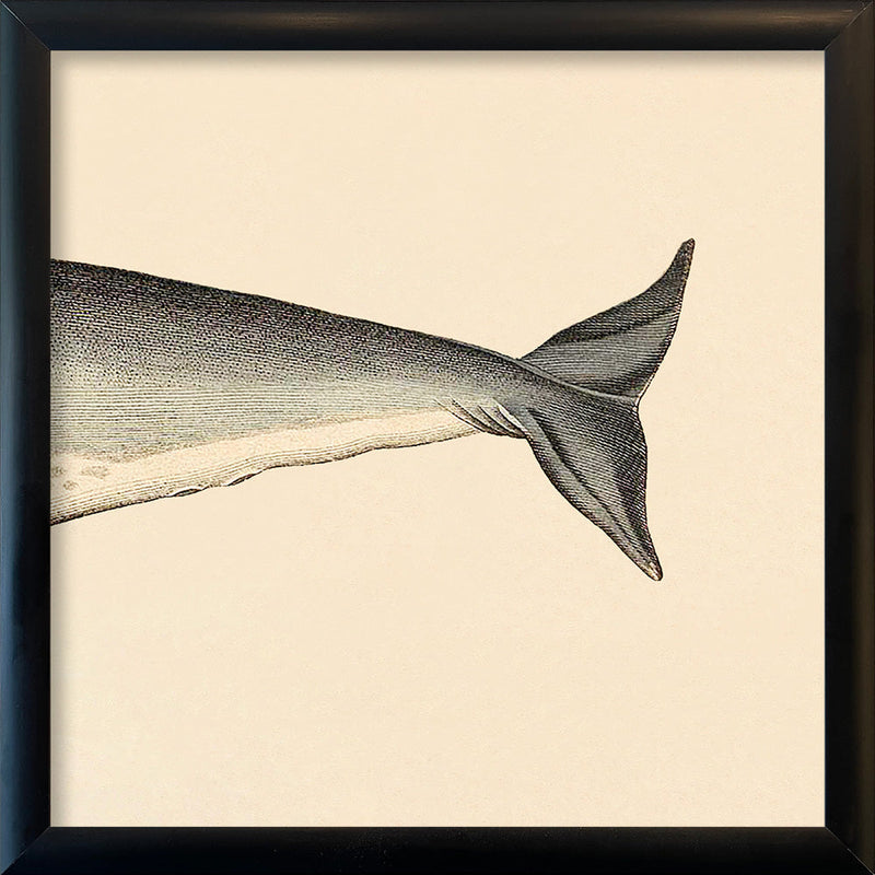 Seacow (Dugong) Rear. Mini Print