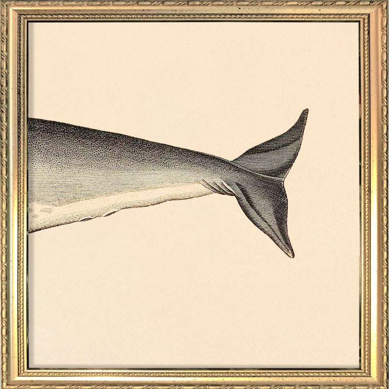 Seacow (Dugong) Rear. Mini Print