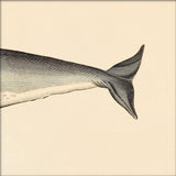 Seacow (Dugong) Rear. Mini Print