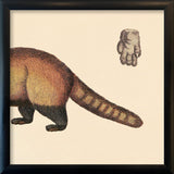 Raccoon Rear. Mini Print