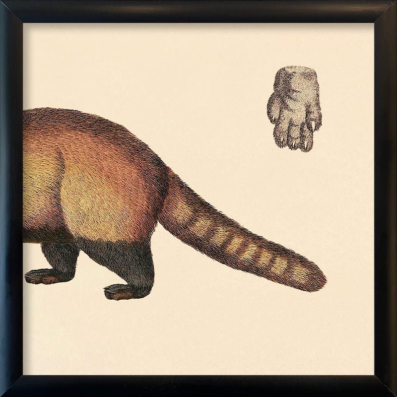 Raccoon Rear. Mini Print