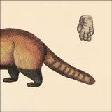Raccoon Rear. Mini Print