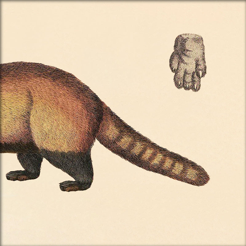 Raccoon Rear. Mini Print