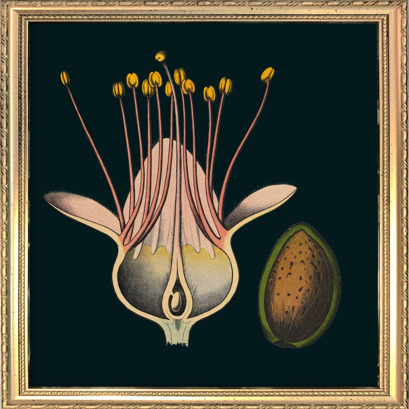 Almond Flower Details. Mini Print