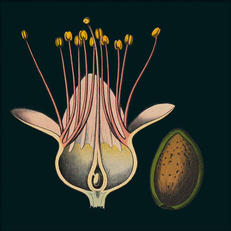 Almond Flower Details. Mini Print