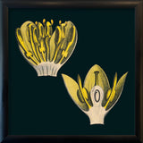 Bay Leaves Details. Mini Print