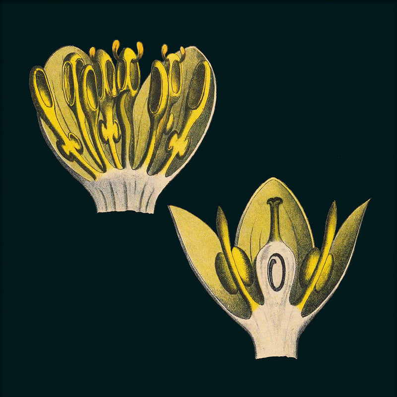 Bay Leaves Details. Mini Print