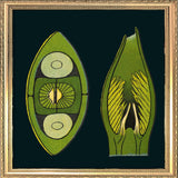 Coffee Bean Details. Mini Print