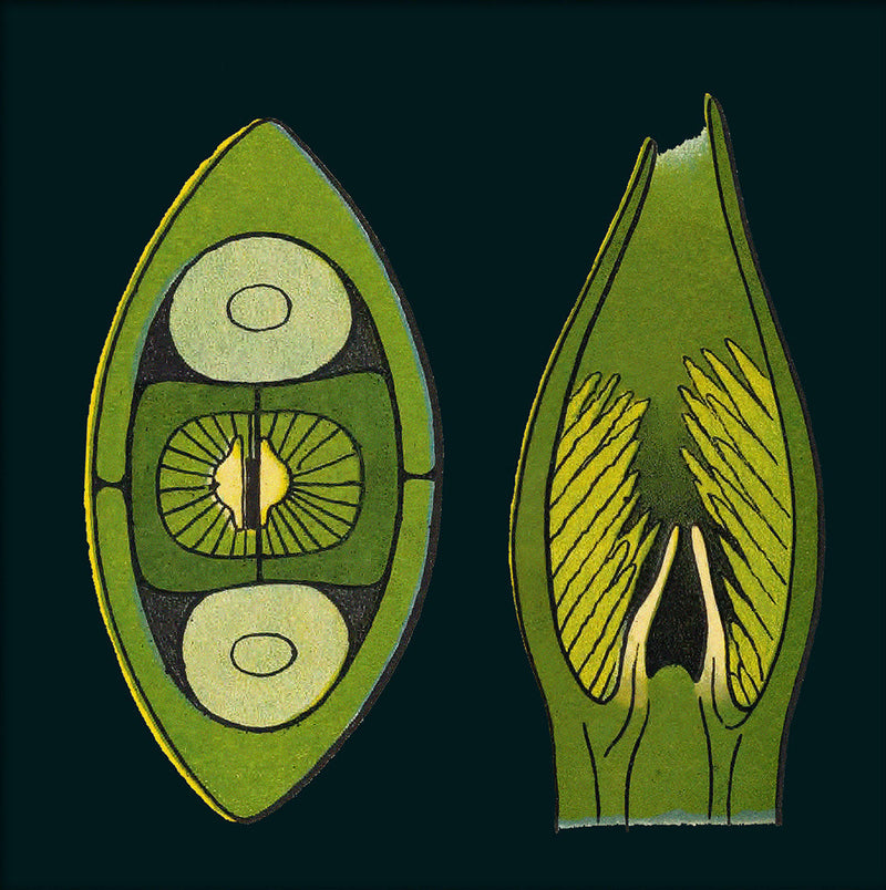 Coffee Bean Details. Mini Print