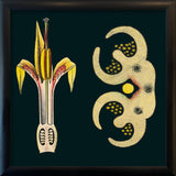 Ginger Details. Mini Print