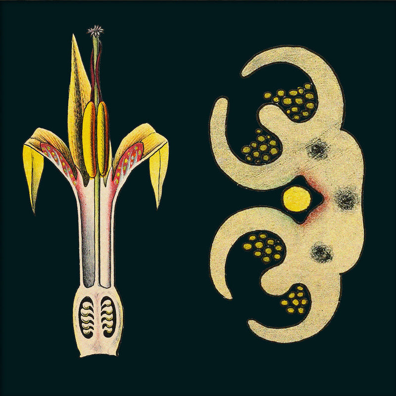 Ginger Details. Mini Print