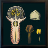 Cloves Details. Mini Print