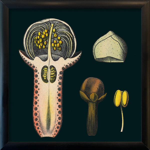 Cloves Details. Mini Print