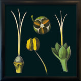 Tea Details. Mini Print