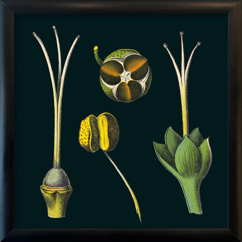 Tea Details. Mini Print