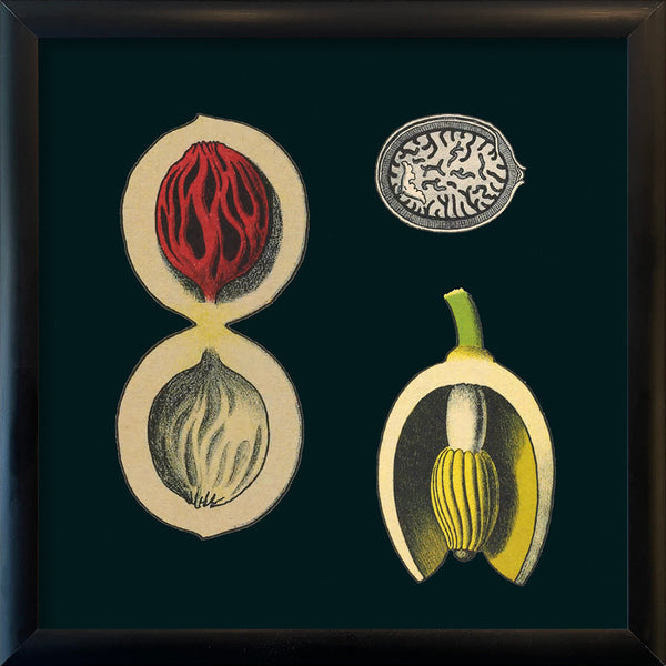 Nutmeg Details. Mini Print