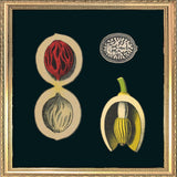 Nutmeg Details. Mini Print