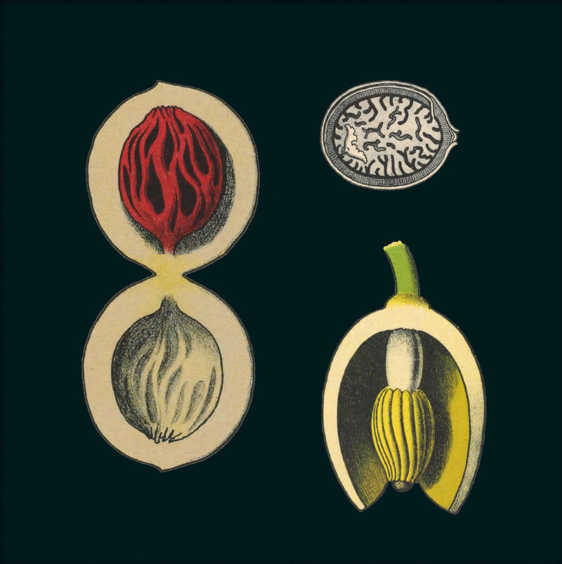 Nutmeg Details. Mini Print