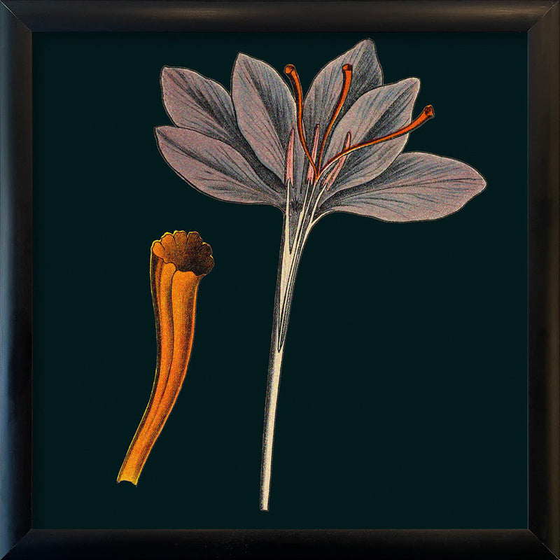 Saffron Details. Mini Print