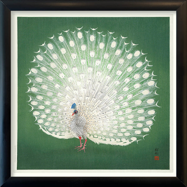 Peacock on Green. Mini Print